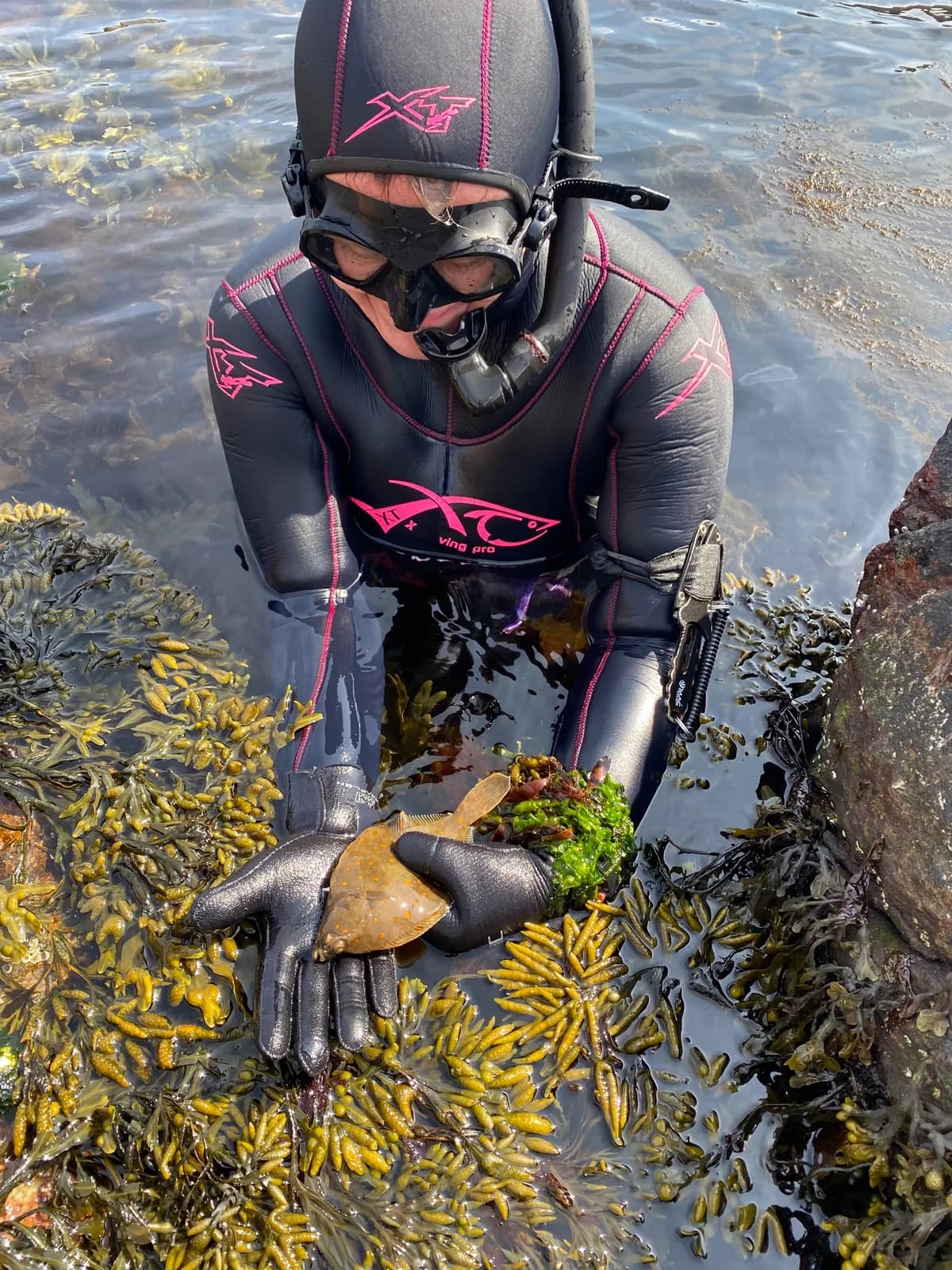 Snorkelsafari – læring i fjæra og under vann