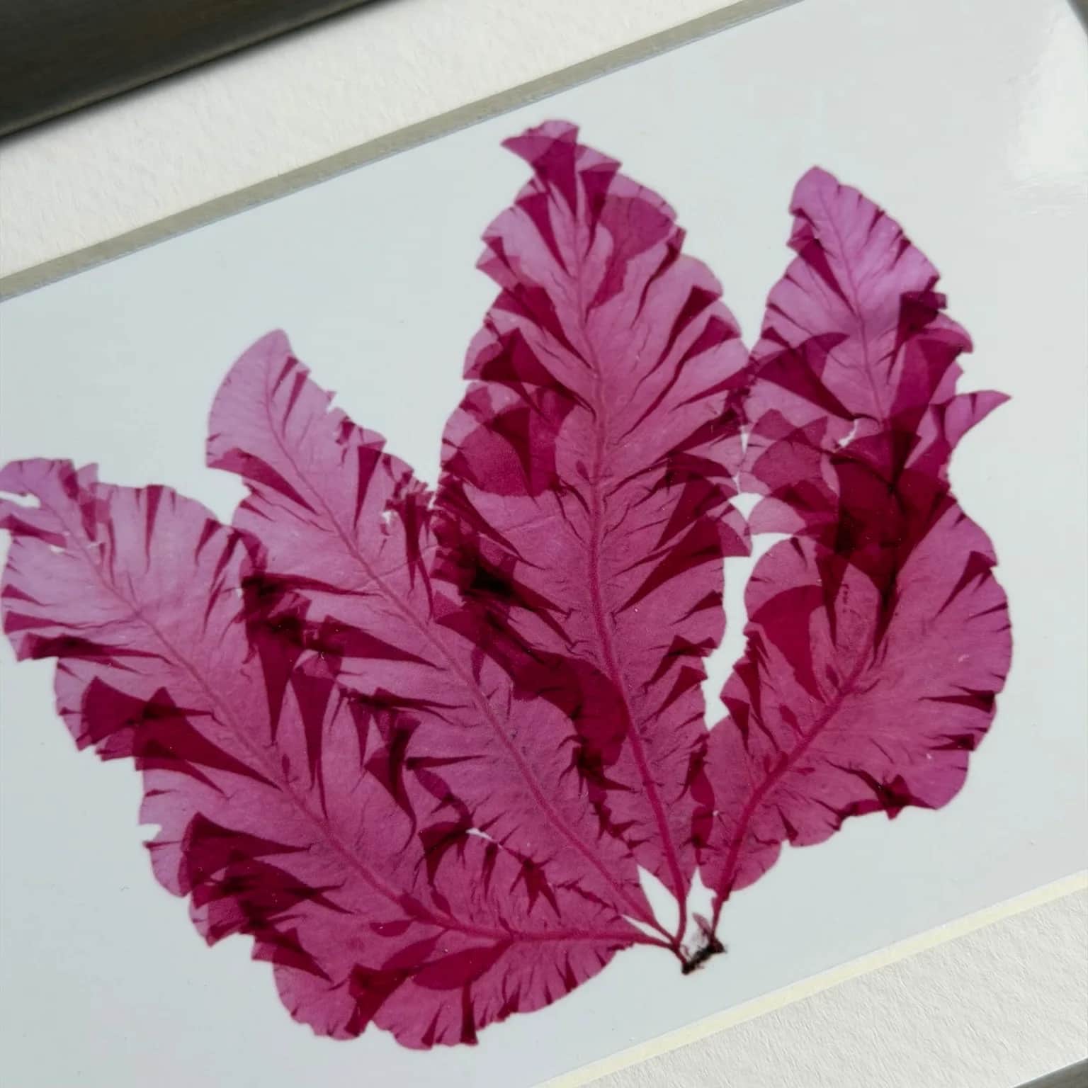 Fagerving – kunstprint basert på original tangpressing